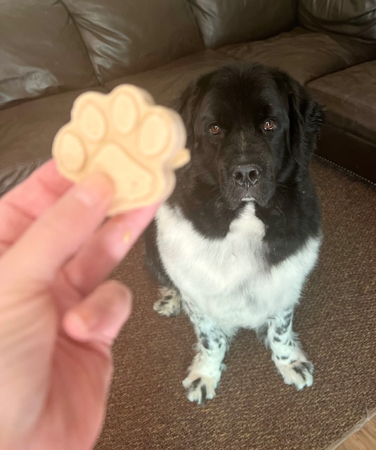 black and white dog begging for frozen peanut butter & banana dog treat