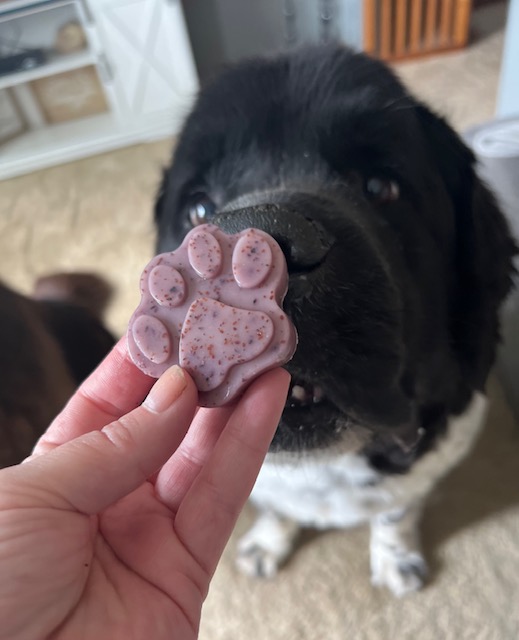 dog sniffing blueberry gelatin dog treat