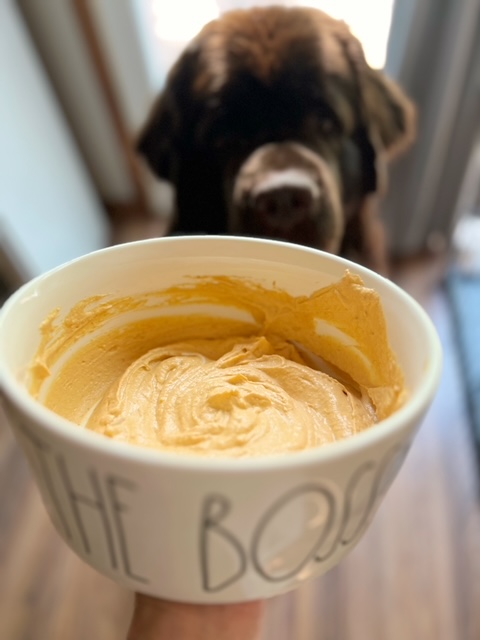 big dog getting ready to lick pumpkin ice cream out of a bowl